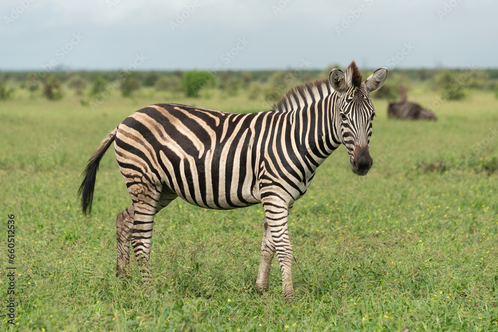 Zèbre de Burchell, Equus quagga burchelli, Parc national Kruger, Afrique du Sud Zèbre de Burchell, Equus quagga burchelli, Parc national Kruger, Afrique du Sud