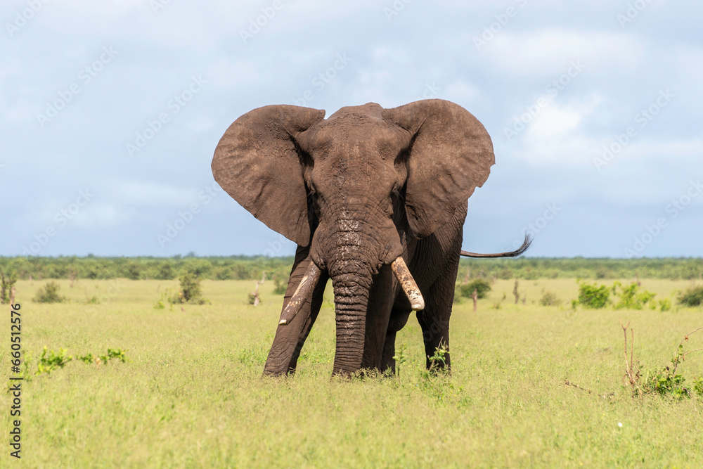 Éléphant d'Afrique, Loxodonta africana, Parc national Kruger, Afrique du Sud