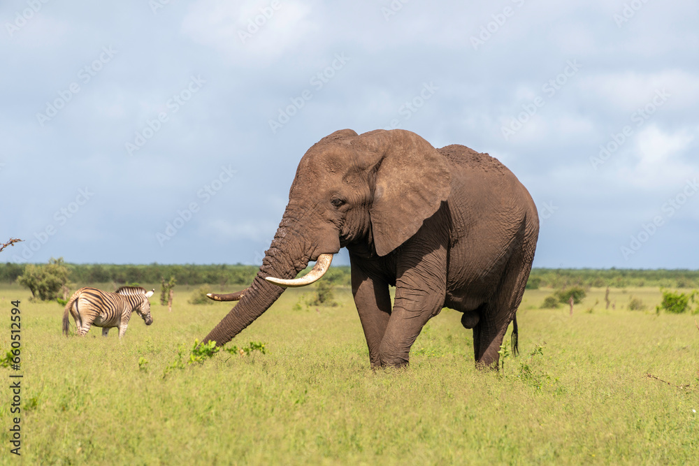 Fototapeta premium Éléphant d'Afrique, Loxodonta africana, Parc national Kruger, Afrique du Sud