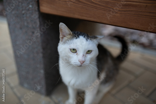 Street tramp cat close-up
