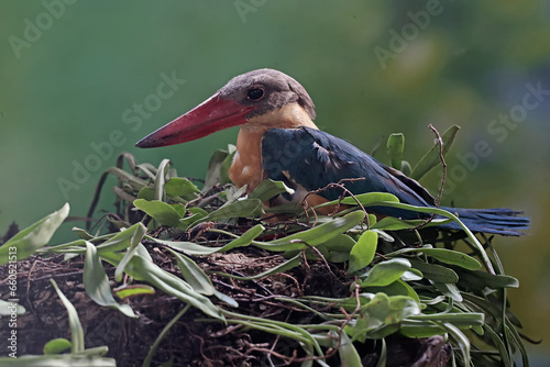 A stork-billed kingfisher was preying on a flat-tailed house-gecko on a dry tree trunk. This carnivorous bird with a strong and long beak has the scientific name Pelargopsis capensis.
 photo