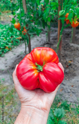 Large red organic tomato in woman's hand. Garden. Harvest © Nataliia