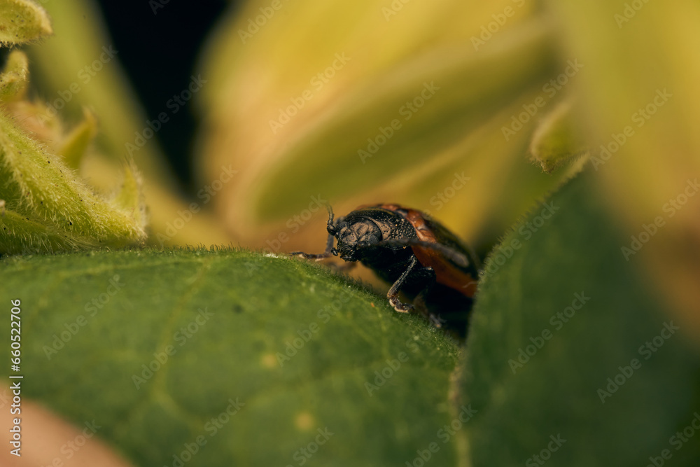 Details of a red and black insect on a green leaf Details of a red and black insect on a green leaf