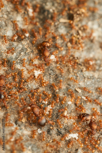 Many red ants on a stone