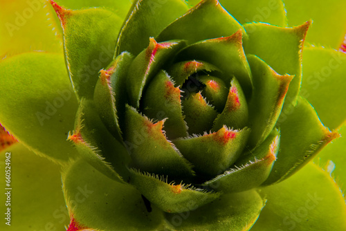 Sempervivum, a flower with leaves similar to a blooming rose
