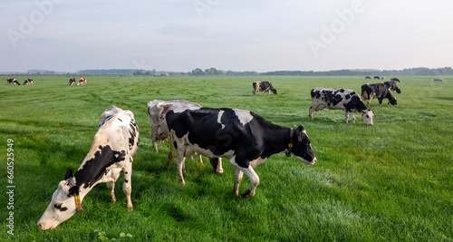 spotted holstein cows in meadow near farm in holland