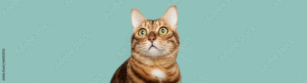 Funny face of a Bengal cat on a colored background.
