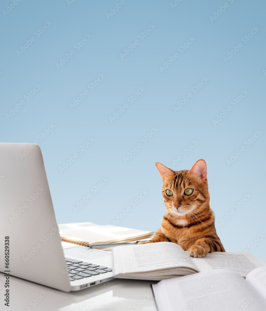 The cat sits at the desk and looks at the laptop. The cat sits at the desk and looks at the laptop.