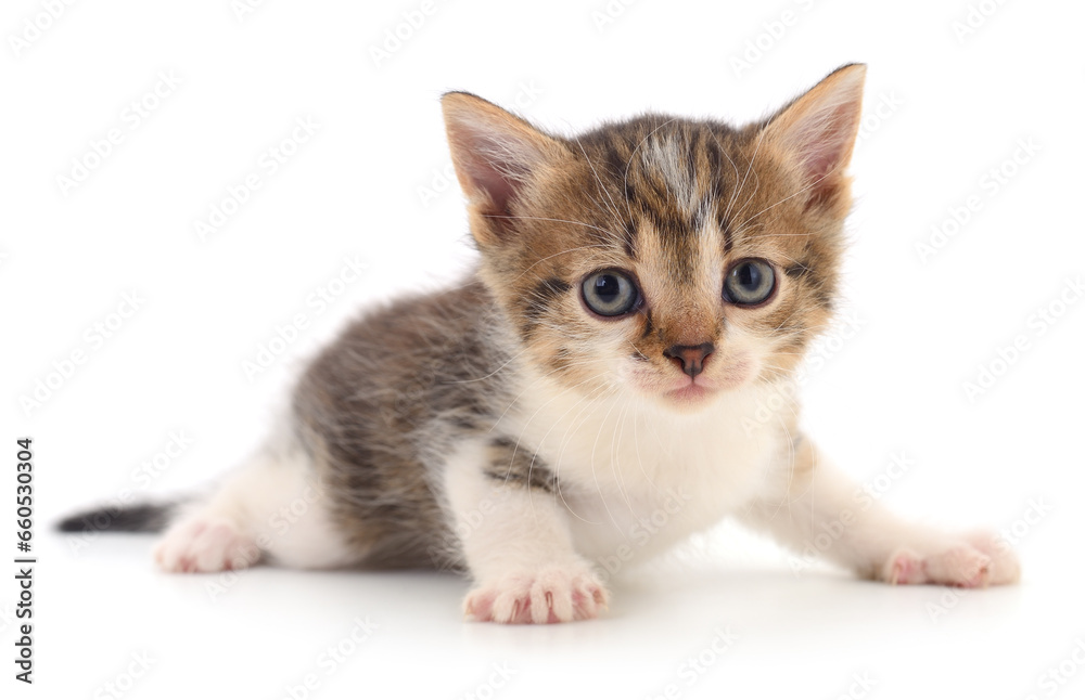Obraz premium Kitten on white background.