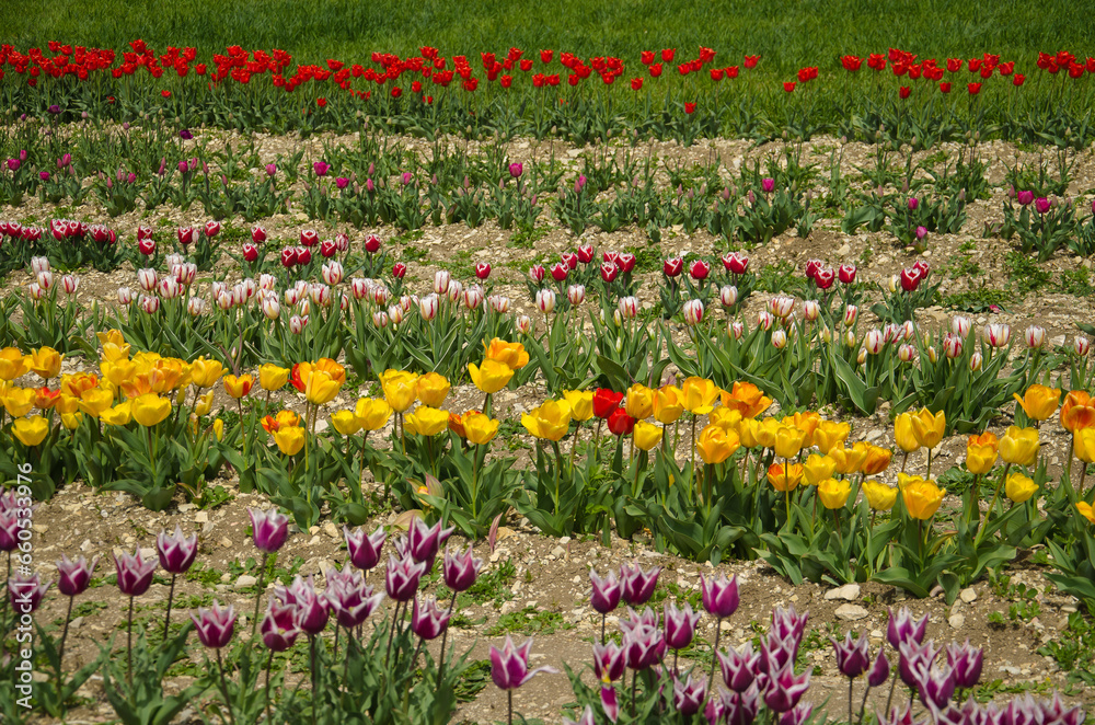 View of a spring park with colored tulips