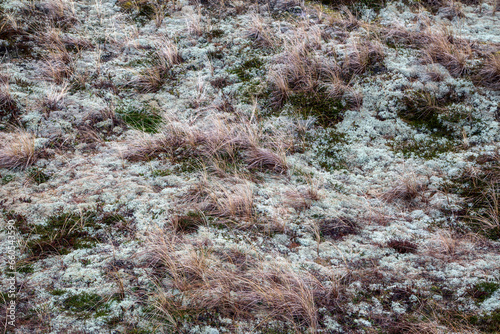 Moss in the Sand Dunes