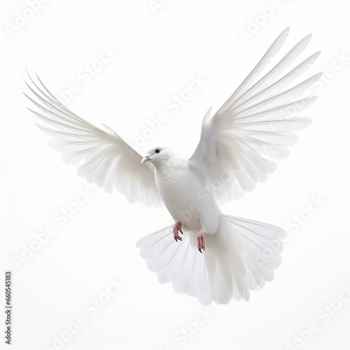 white dove flying © STOCK PHOTO 4 U