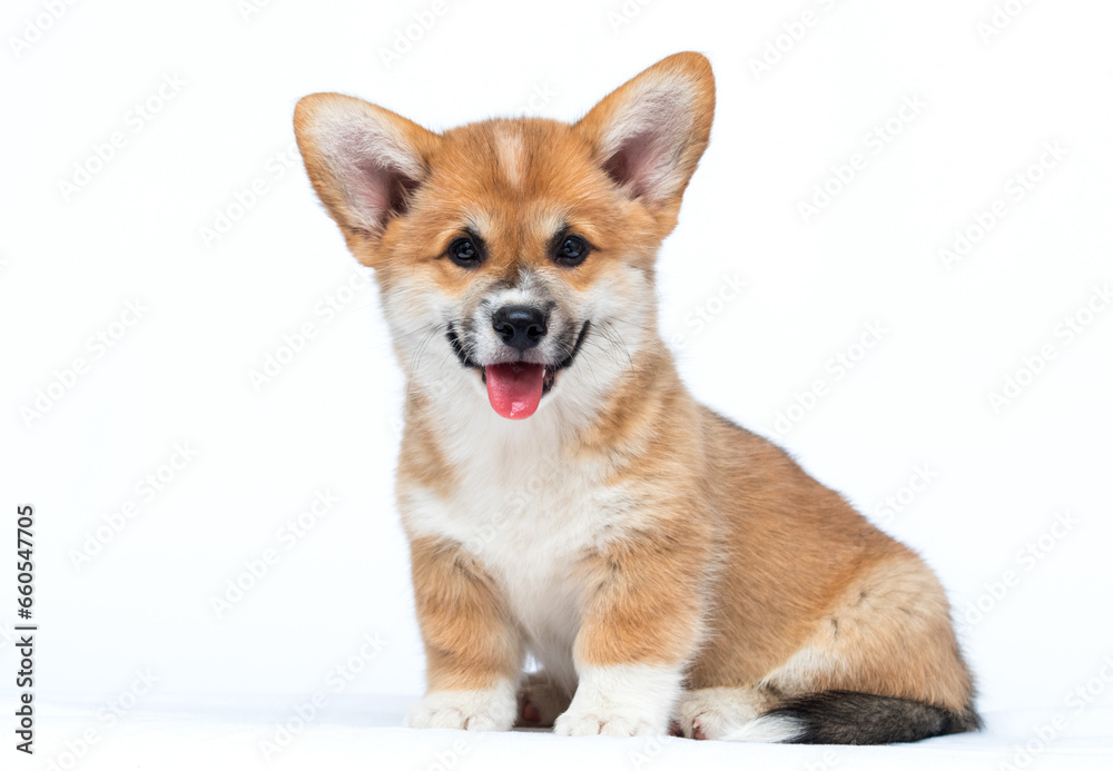red corgi dog smiling on white background