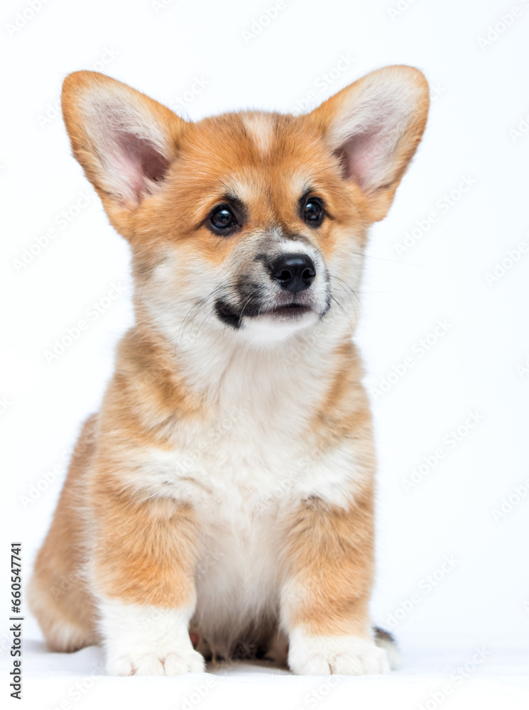 red corgi dog looking at white background