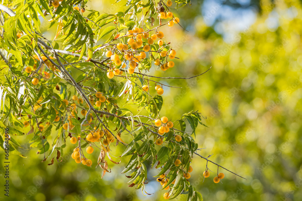 Close up shot of Sapindus saponaria tree with mature fruits