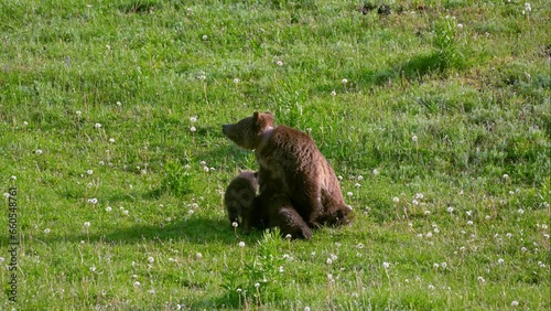 Grizzly bear sow breast-feeding her cubs, Ursus arctos horribilis, Yellowstone National Park, Wyoming, United States of America