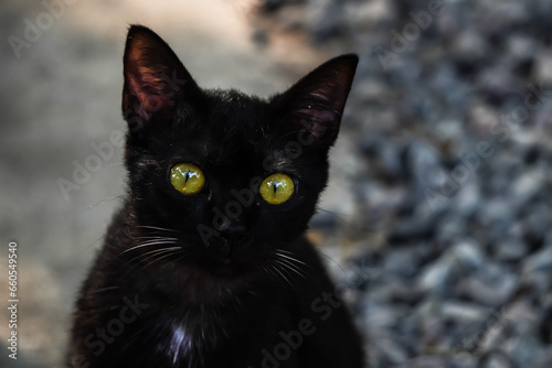 Photography Solid black colored wild cat sitting and looking at camera with empty blank copy text space