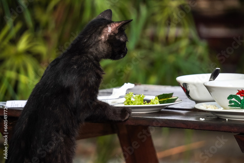 Photography Solid black colored wild cat looking for food from leftover with empty blank copy text space