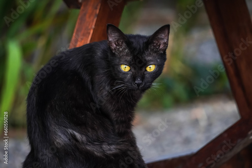 Photography Solid black colored wild cat sitting and looking at camera with empty blank copy text space