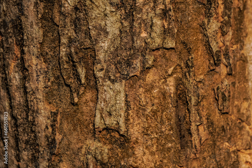 Relief texture of the brown bark of a tree with white spot fungal mold on it. Horizontal photo of a tree bark texture. Relief creative wooden texture of an old tree skin. Empty blank copy text space.