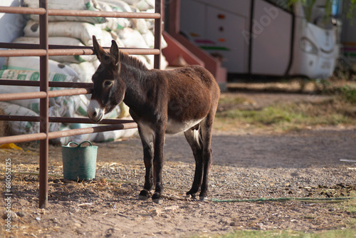 un âne dans une ferme