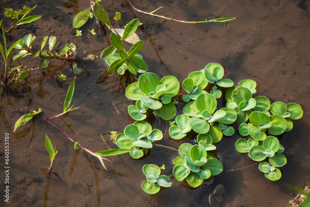 Kiambang Kayu Apu Apu. Pistia Stratiotes is often called water cabbage