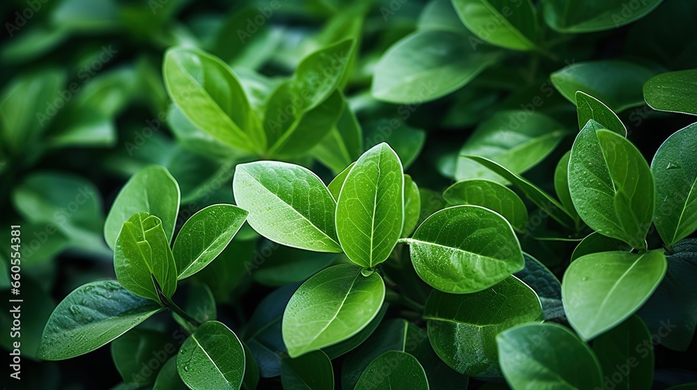closeup of green leaves for background closeup of green leaves for background