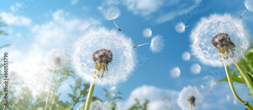 Dandelion flowers in the field With Seeds in sunny weather during summer