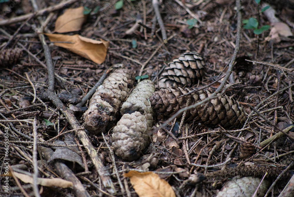 Four pine cones on the ground