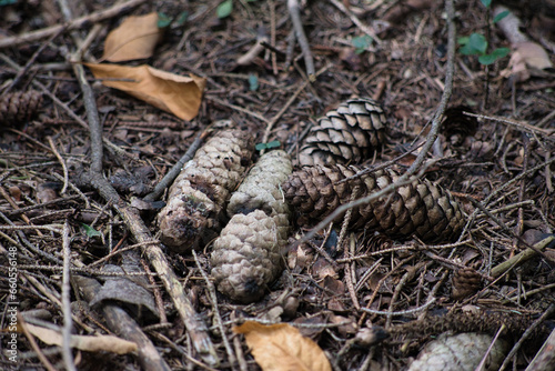 Four pine cones on the ground