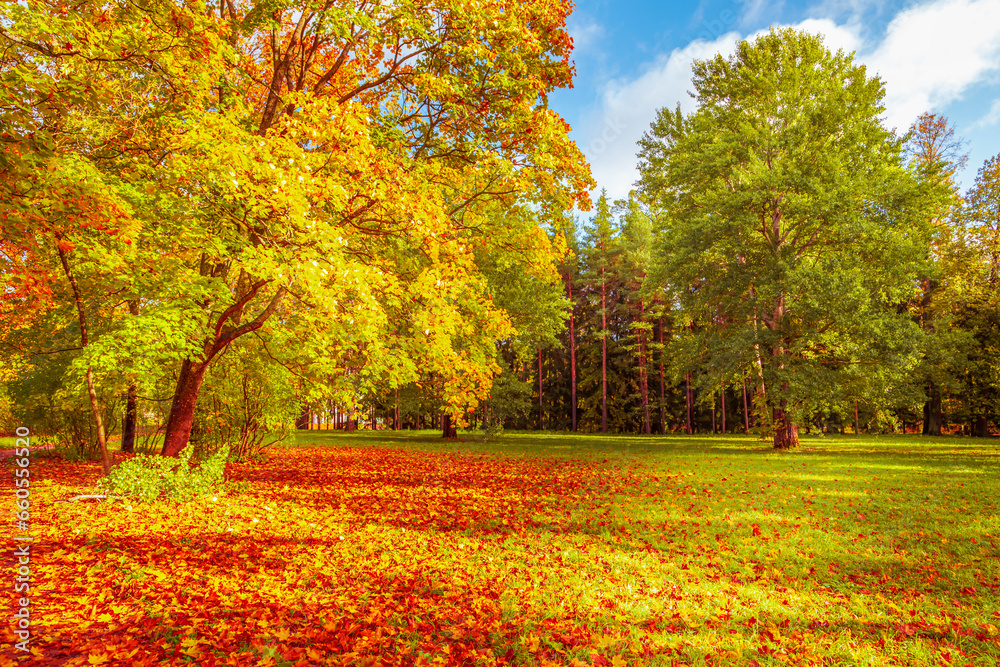 Colorful autumn park on a sunny day. Beautiful autumn landscape with yellow and red trees.
