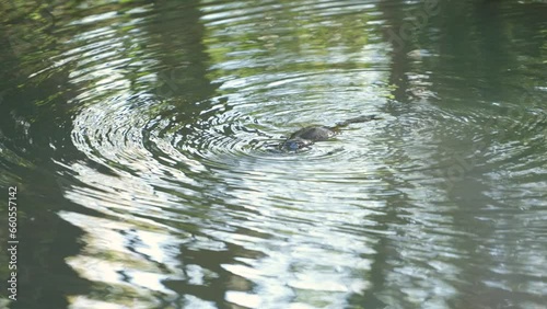 An enchanting sight: a platypus gracefully gliding through the water, illuminated by the warm hues of a stunning sunset. Nature's magic at its finest in australia  in the rainforest.