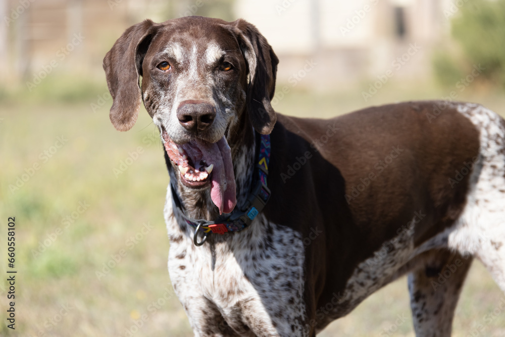 Beautiful portrait of a purebred hunting dog German Shorthaired Pointer brown. The German Shorthaired Pointer is a hunting dog. Close-up portrait of a beautiful dog Beautiful portrait of a purebred hunting dog German Shorthaired Pointer brown. The German Shorthaired Pointer is a hunting dog. Close-up portrait of a beautiful dog