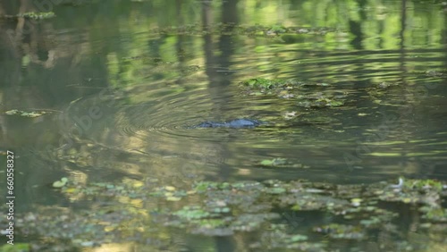 An enchanting sight: a platypus gracefully gliding through the water, illuminated by the warm hues of a stunning sunset. Nature's magic at its finest in australia  in the rainforest.