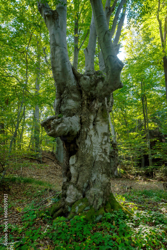 Beech Forest © Svetoslav Radkov