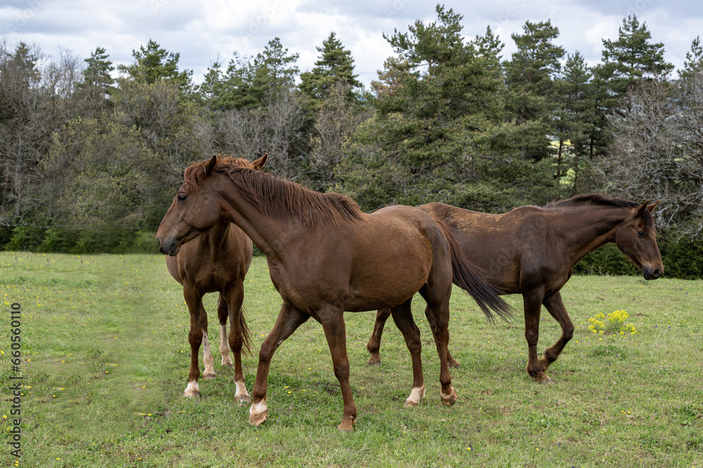 cheval, animal, ferme, champ, nature, jument, chevalin, pâturage, été, rural, Aveyron