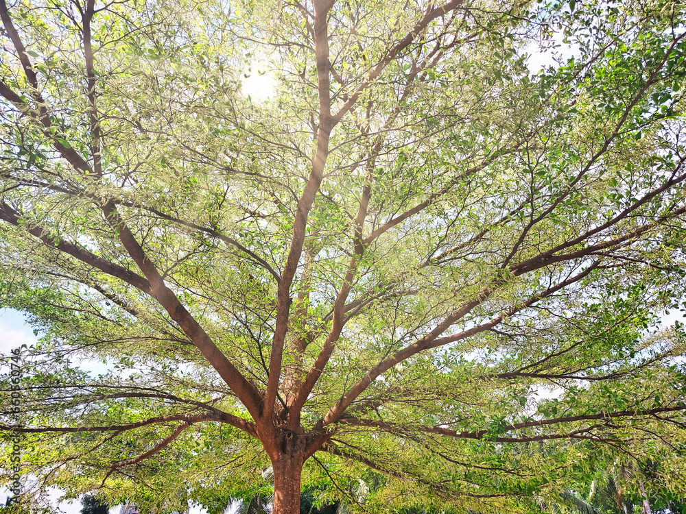 Fototapeta premium Low angle of Indian almond tree canopy background