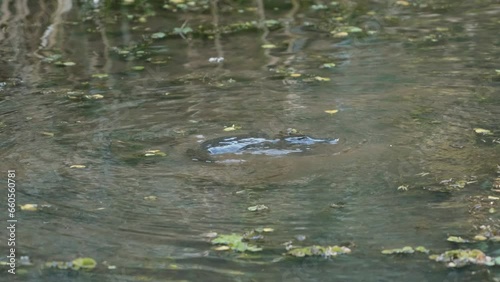 An enchanting sight: a platypus gracefully gliding through the water, illuminated by the warm hues of a stunning sunset. Nature's magic at its finest in australia  in the rainforest.
