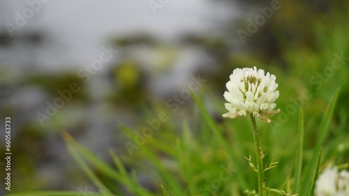 Trifolium repens also known as White Dutch clover, Ladino clover, White trefoil, Ladino photo