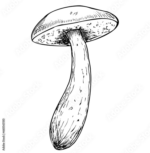 Birch Mushroom in line art style. Hand drawn vector illustration of forest Fungus painted by black inks on isolated white background. Drawing of boletus in engraving style. Linear sketch with porcini.