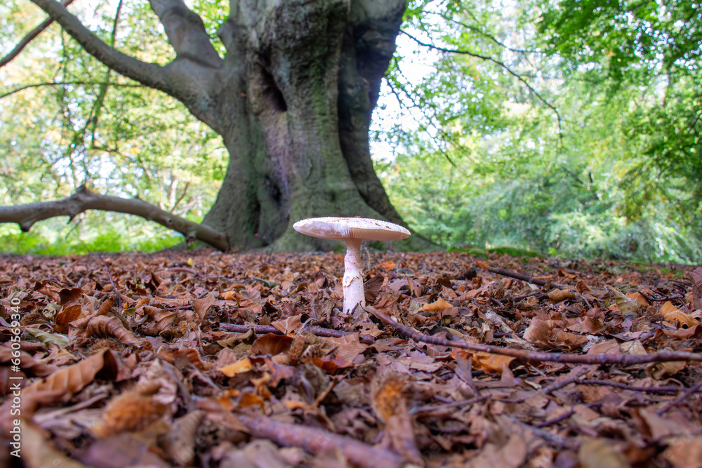 A parasol mushroom growing in the leaf litter of an oak tree A parasol mushroom growing in the leaf litter of an oak tree