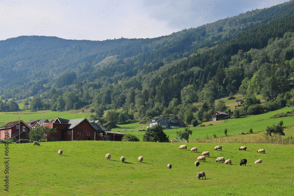 Landschaft mit Schafen in der Gemeinde Vik in Norwegen