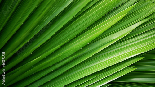 GREEN PALM LEAF  CLOSE-UP  MACRO  ABSTRACT BACKGROUND  HORIZONTAL IMAGE. image created by legal AI