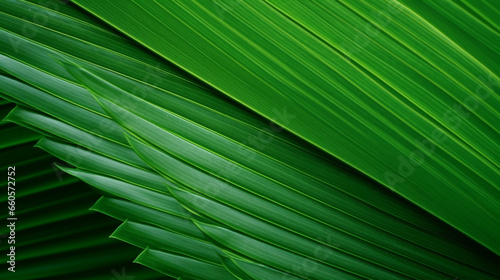 GREEN PALM LEAF  CLOSE-UP  MACRO  ABSTRACT BACKGROUND  HORIZONTAL IMAGE. image created by legal AI