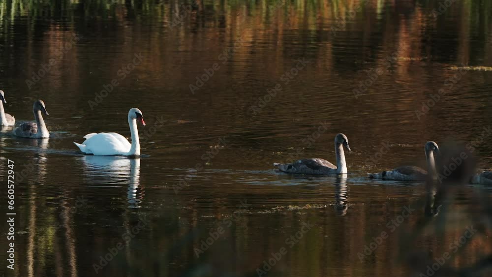 A family of swans with five children swim across the lake against the backdrop of reeds. A family of swans with five children swim across the lake against the backdrop of reeds.