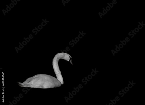 white swan on black