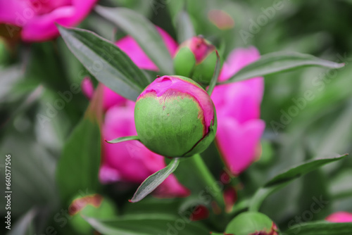 peony flower bud in the garden in nature
