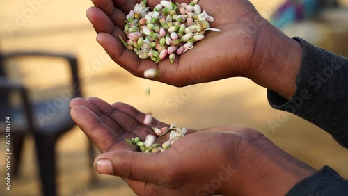 Indian medicinal plant footage, White natal or pods closeup in human hand. Blooming pods closeup with human hand. photo
