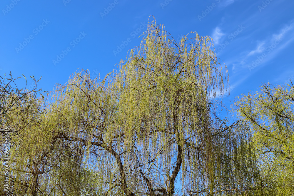 Crown of weeping willow tree in spring against the sky Crown of weeping willow tree in spring against the sky