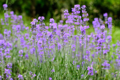 Many small blue lavender flowers in a sunny summer day in Scotland  United Kingdom  with selective focus  beautiful outdoor floral background.